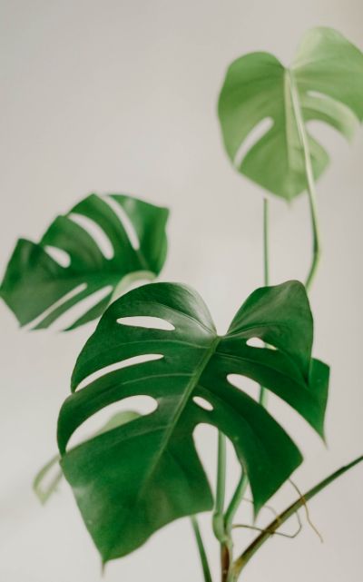Monstera AKA Cheese Plant